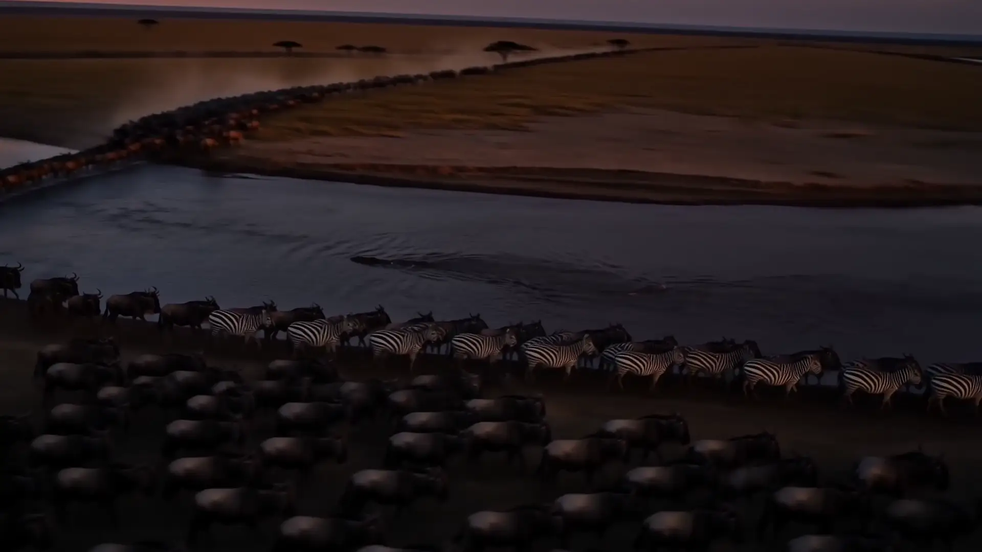 Great Migration herds near the Mara River at sunset