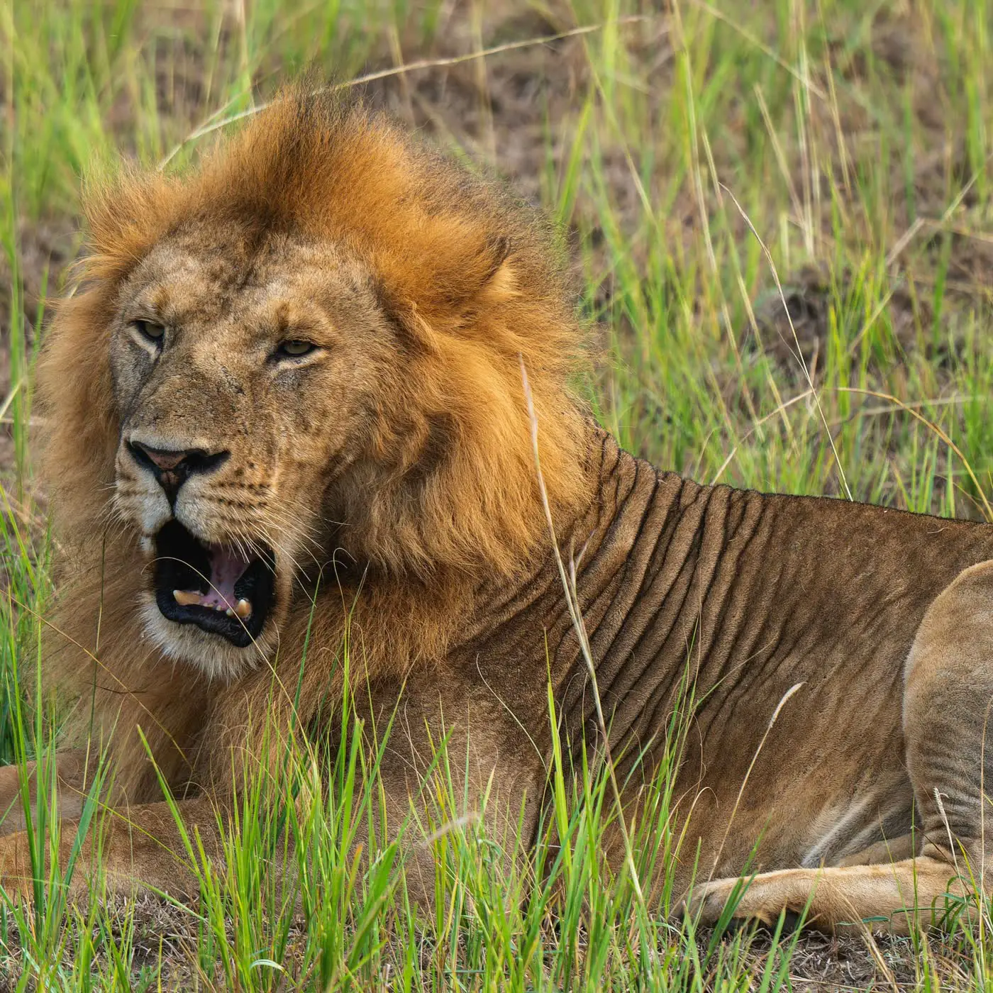 6 Days Tanzania Safari – Tarangire, Serengeti & Ngorongoro