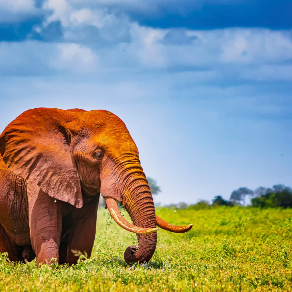 From Savannah to Sea: 8 Days Amboseli, Tsavo & Diani
