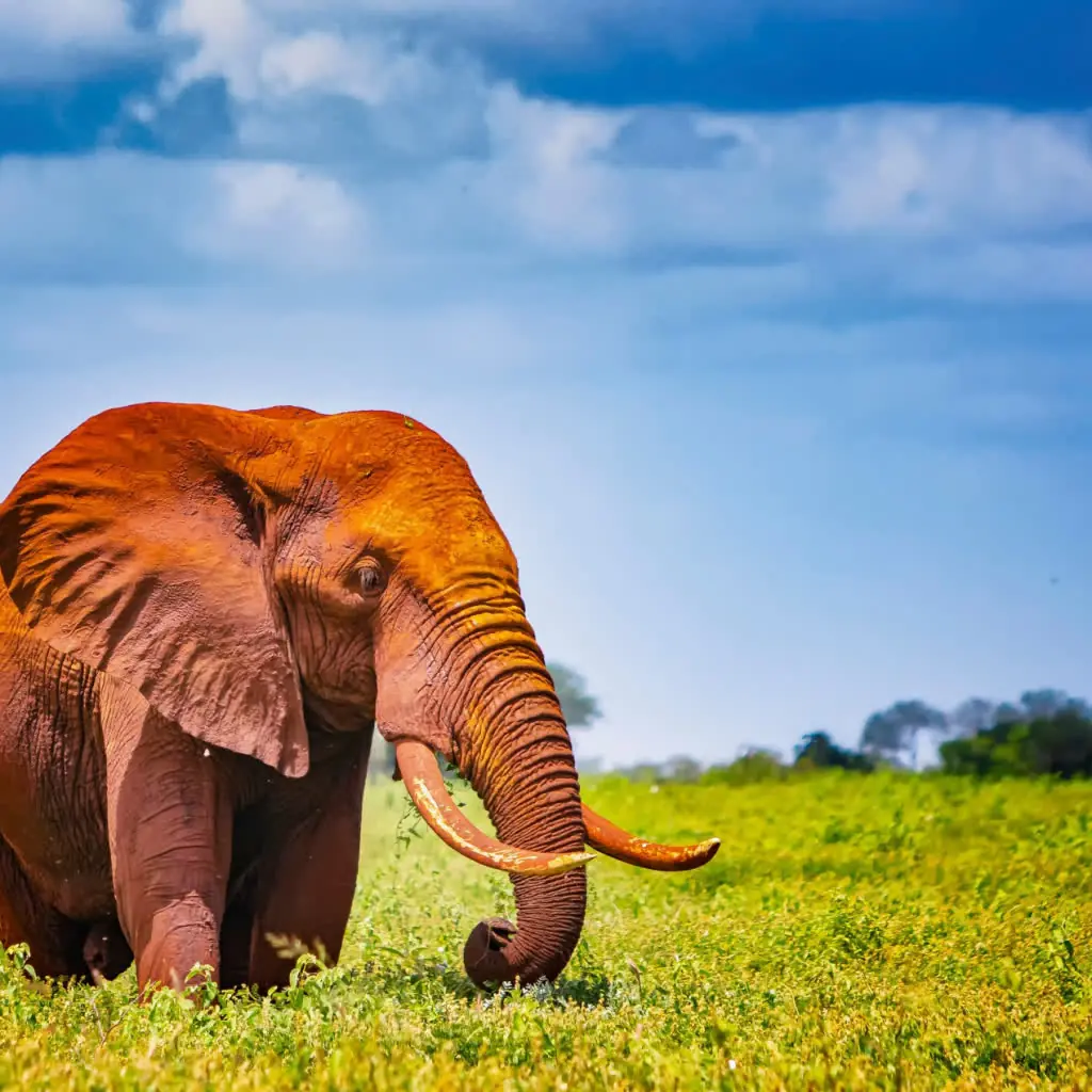 From Savannah to Sea: 8 Days Amboseli, Tsavo & Diani