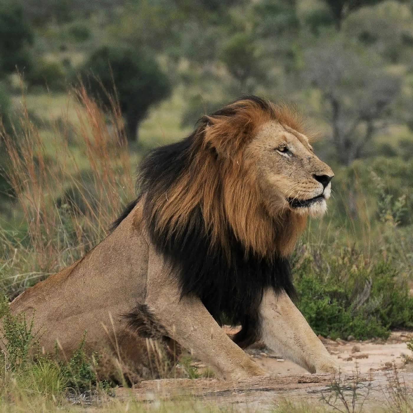 Masai Mara Safari - Magical 4 day experience