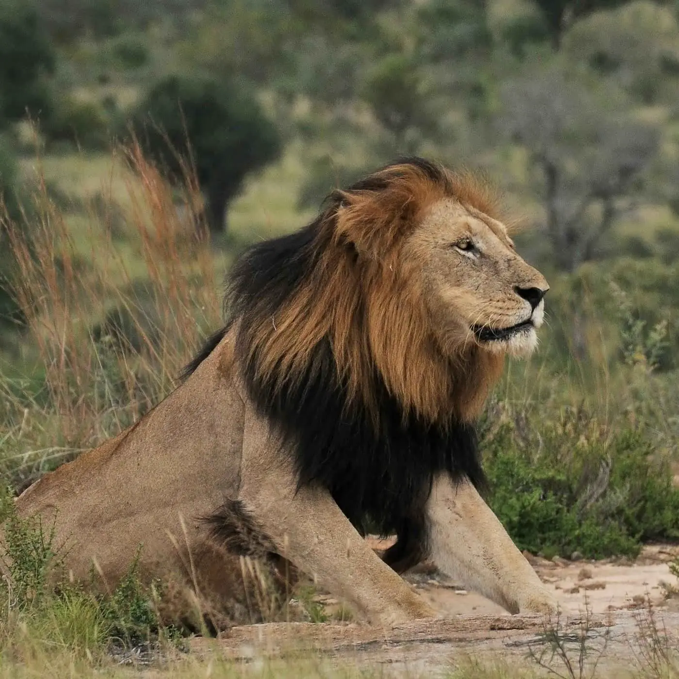Masai Mara Safari - Magical 4 day experience