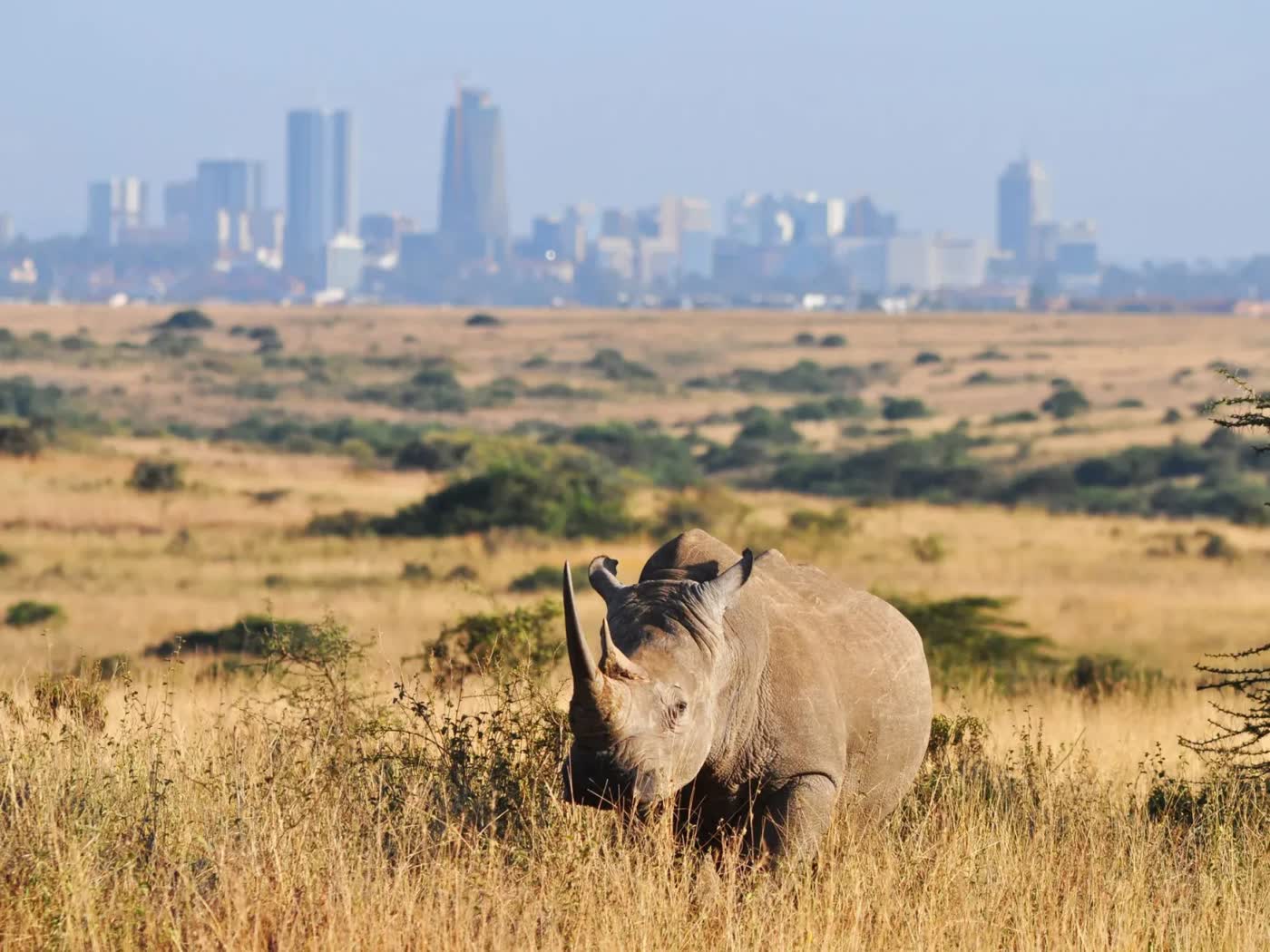 Nairobi Day Trip – Nairobi National Park, Giraffe Centre & Sheldrick