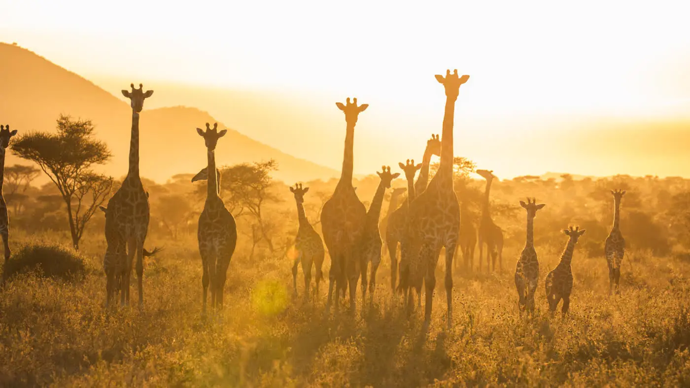 Tanzania Safari – 9-Day Family Adventure