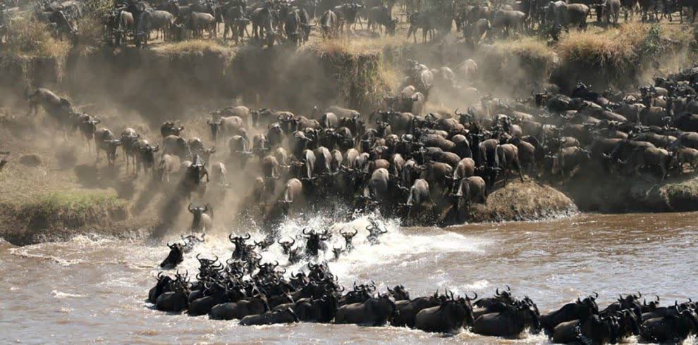 3 Tage: Masai Mara, Mara River