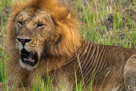 6 Days Tanzania Safari – Tarangire, Serengeti & Ngorongoro