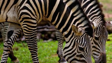 Kenya Safari Best Time: When to Visit Masai Mara