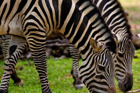 Kenya Safari Best Time: When to Visit Masai Mara